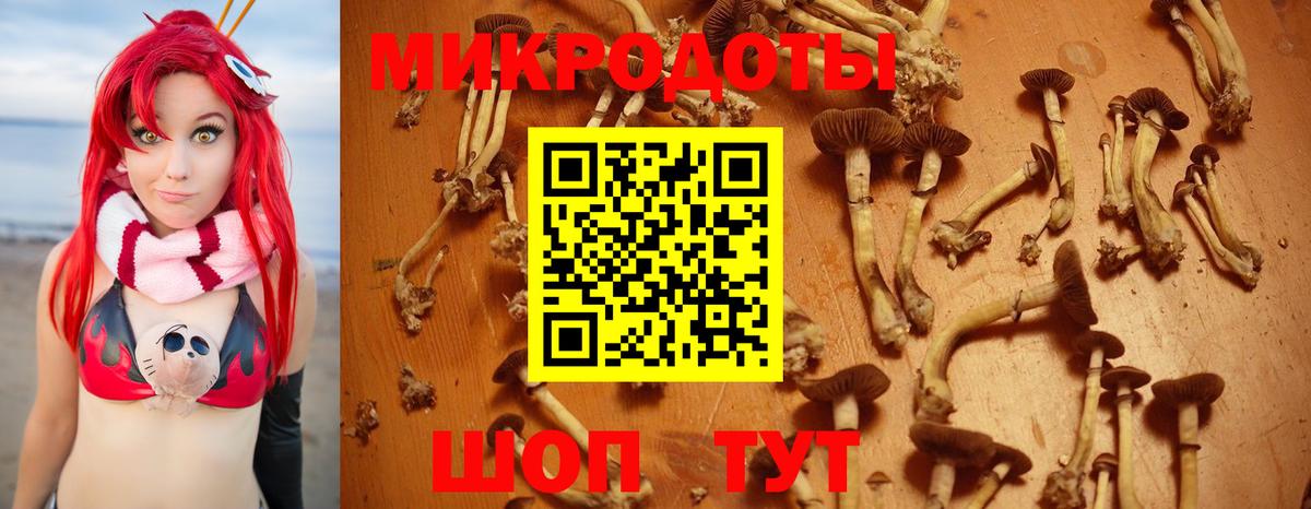 Черняховск  Псилоцибиновые грибы Psilocybine cubensis  Вход с VPN 